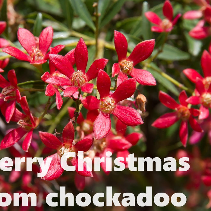 Merry Christmas and Happy Boxing Day