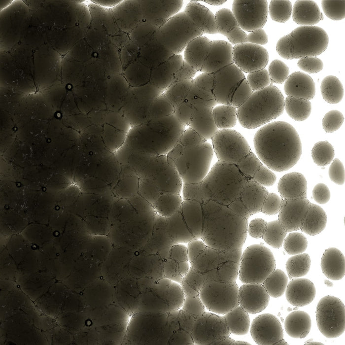 Charcoal Grey Transparent Bullseye Coarse Frit 1129