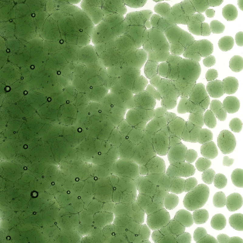 Kelly Green Transparent Bullseye Coarse Frit 1145
