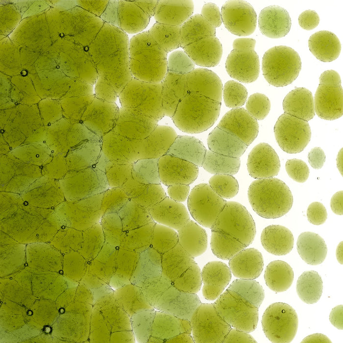 Fern Green Striker Transparent Bullseye Coarse Frit 1207