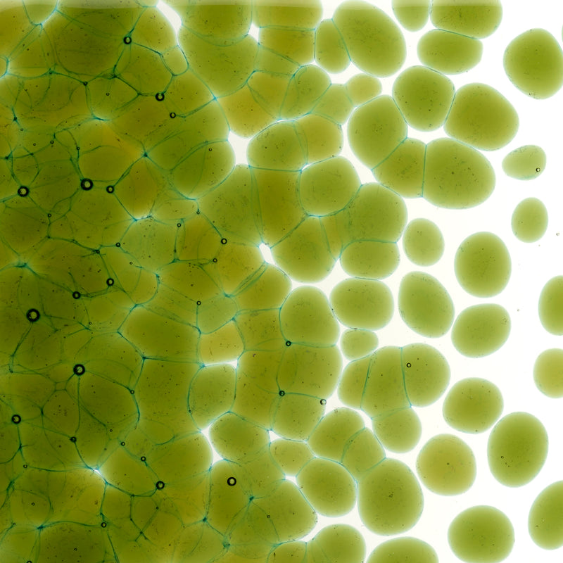 Lily Pad Green Transparent Bullseye Coarse Frit 1226