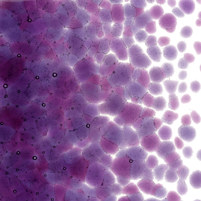 Violet Striker Transparent Bullseye Coarse Frit 1234