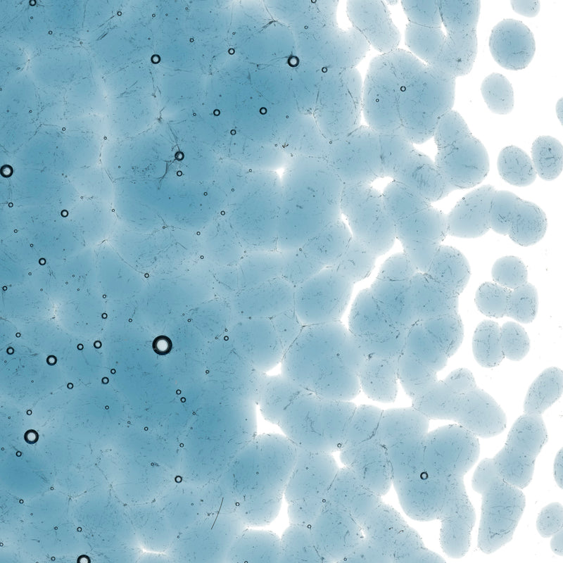 Steel Blue Transparent Bullseye Coarse Frit 1406