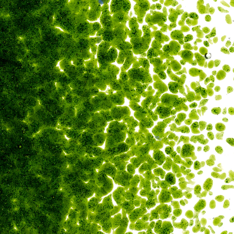 Light Aventurine Green Transparent Bullseye Medium Frit 1412