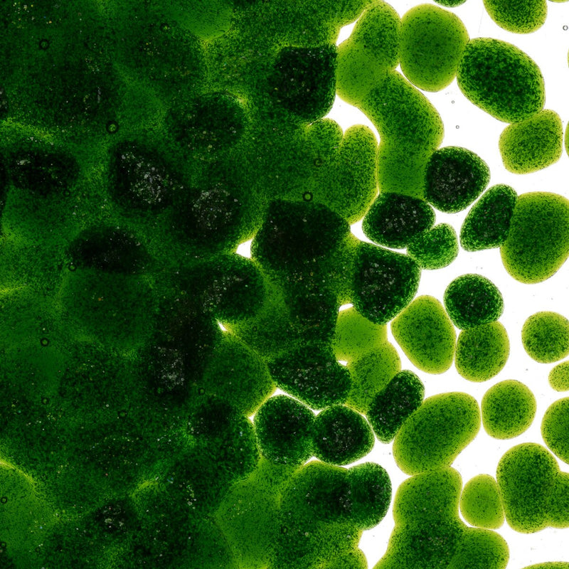 Light Aventurine Green Transparent Bullseye Frit 1412