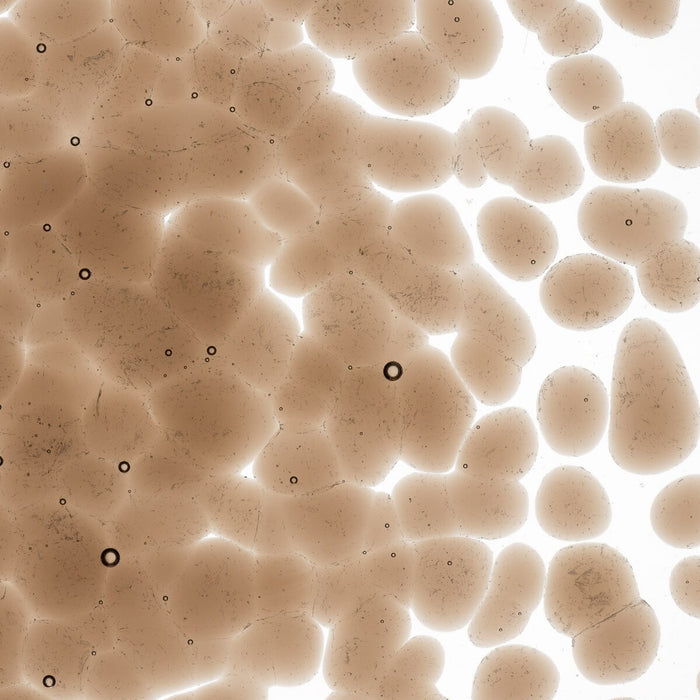 Tan Transparent Bullseye Frit 1419