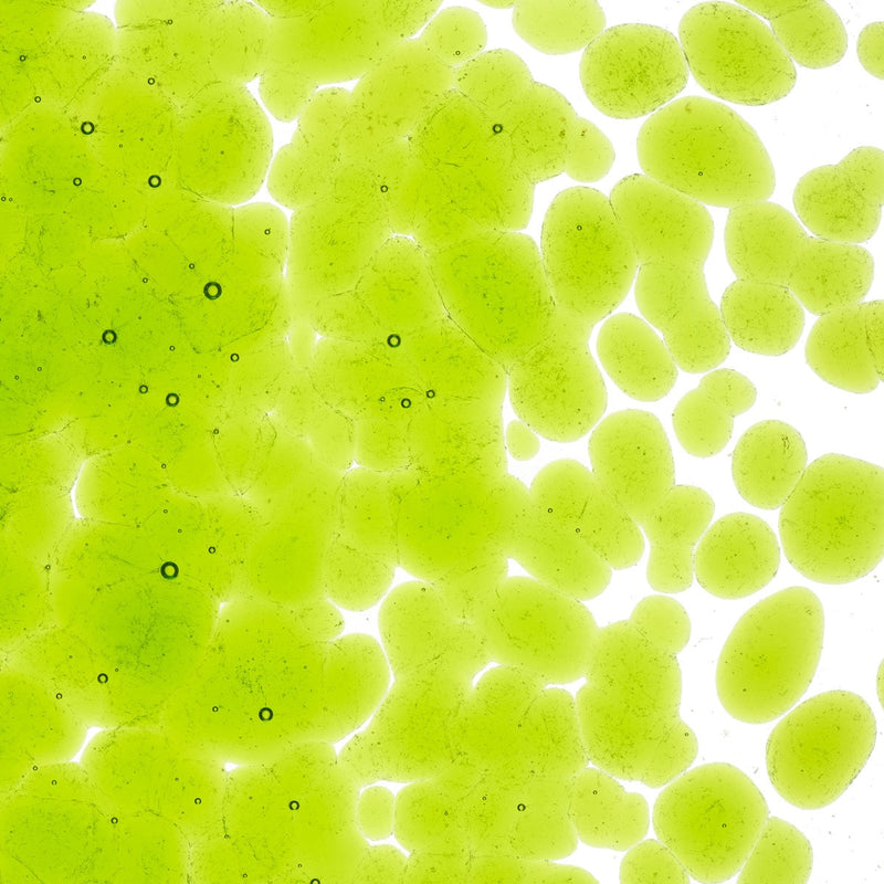 Spring Green Transparent Bullseye Frit 1426