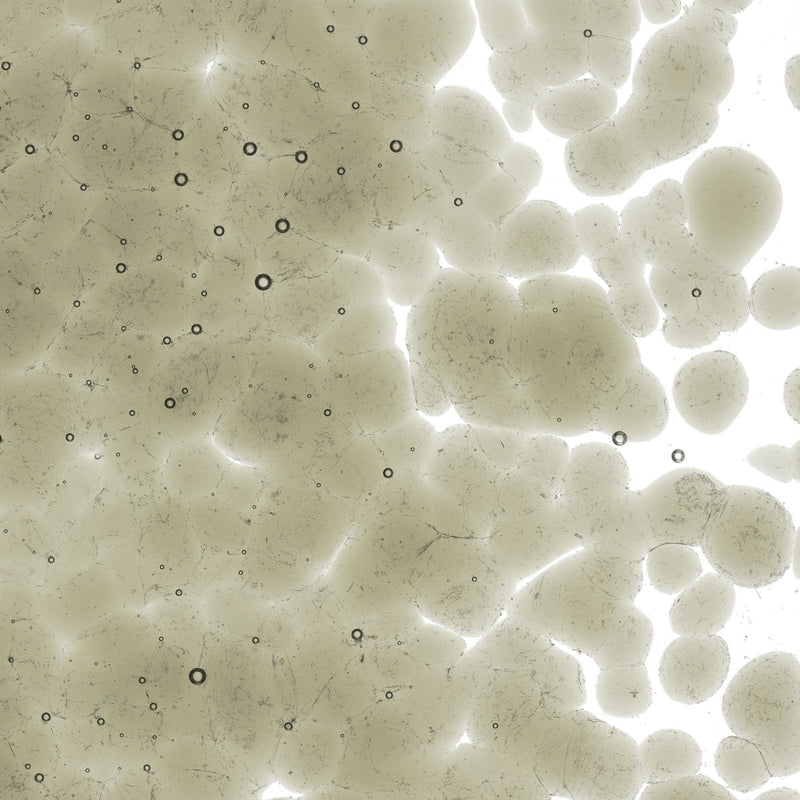 Oregon Grey Transparent Bullseye Frit 1449