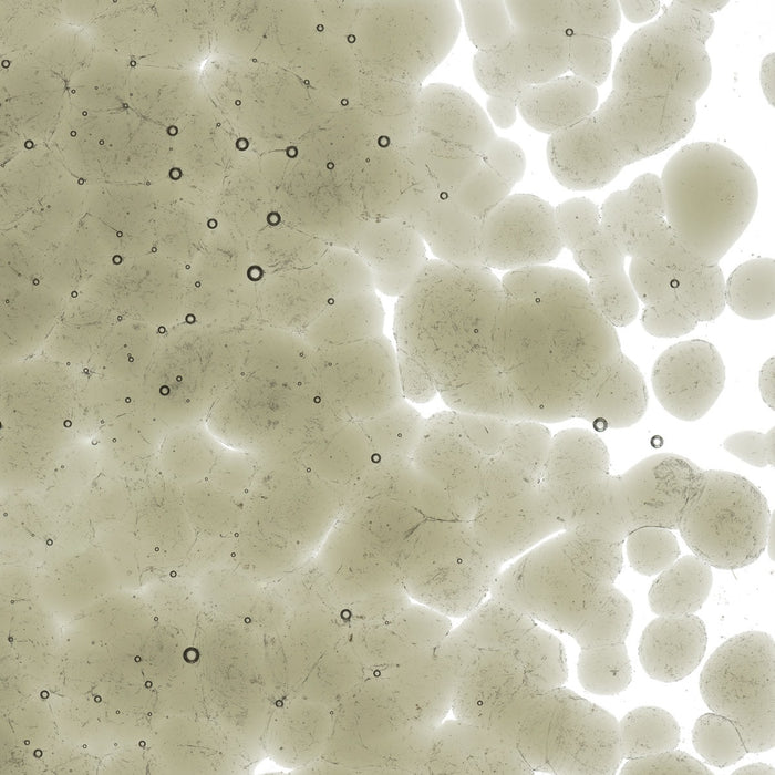 Oregon Grey Transparent Bullseye Frit 1449