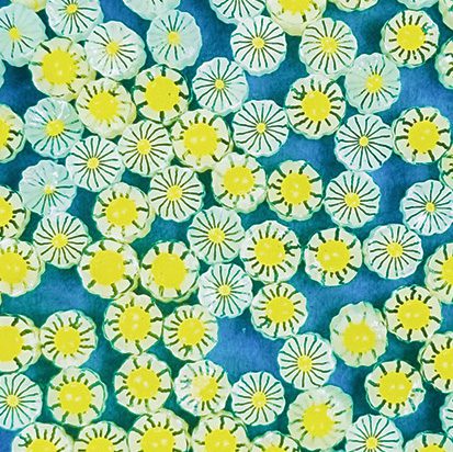 Daisy - Flowers Millefiori Murrine Tabitha's Emporium COE096