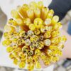 Yellow Roses- Flower Millefiori Murrine Tabitha's Emporium COE090