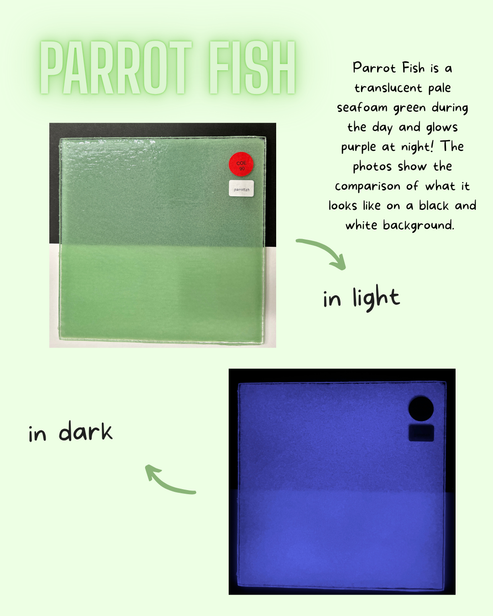 Parrotfish Glow Glass Sheet COE090 Studio Square